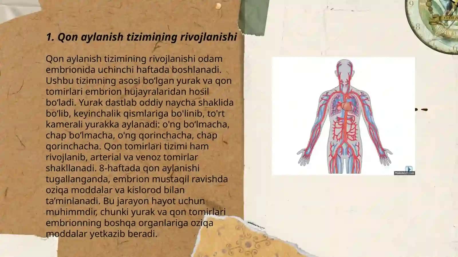 Qon aylanish tizimining yosh xususiyatlari va gigienasi 3