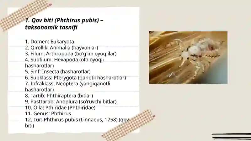 Bitlar turkumi (anoplura) va qov biti (Phthirus pubis) - Taxonomik tasnif 3