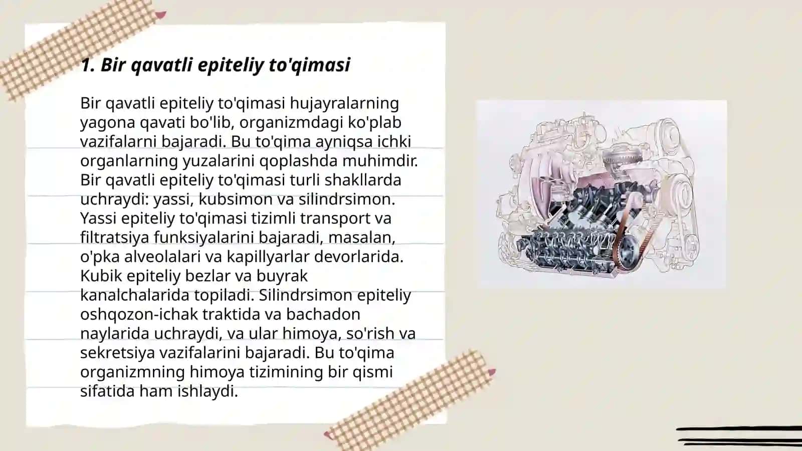 Bir qavatli ko'p qatorli silindrsimon kiprikli epiteliy 3