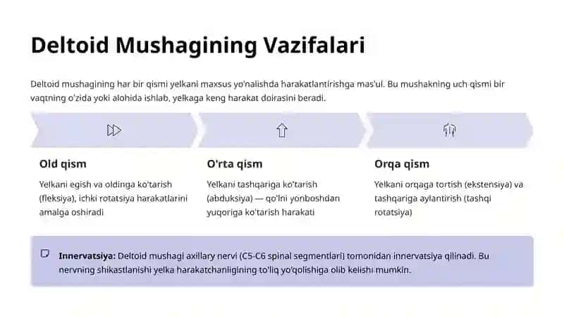 Yelka Mushaklari: Deltoid, Biceps va Triceps Anatomiyasi 3
