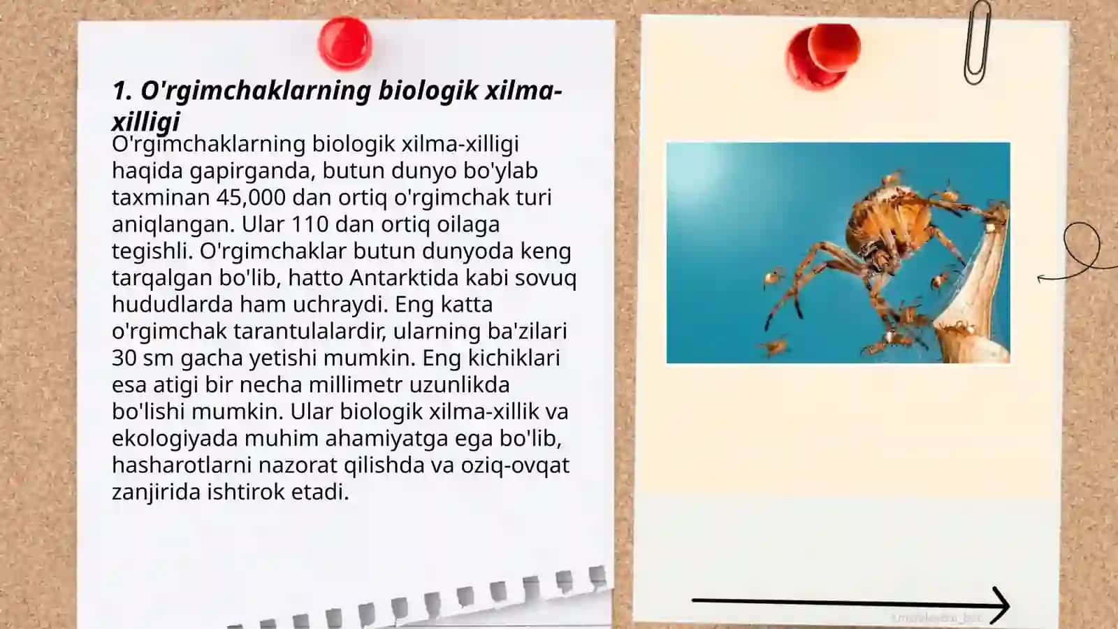 O'rgimchaklarda yirtqich - o'lja, parazit -xo'jayin munosabatlar, ekologik nishalar 3