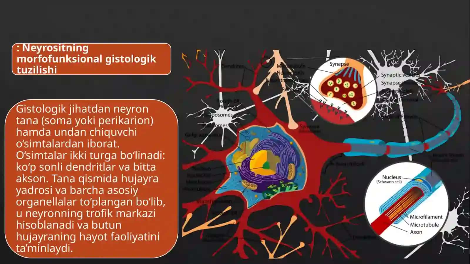 Gistologiya Sitologiya va Embrionologiya 3