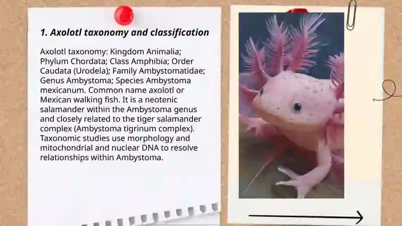 Axolote 3