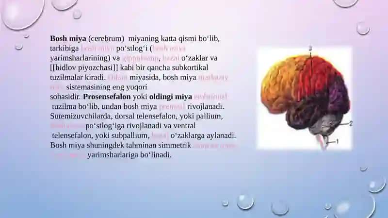 Bosh miya turli bo'limlari faoliyatini o'rganish.Bosh miya yarim sharlar po’stlog’ining fiziologiyas 3