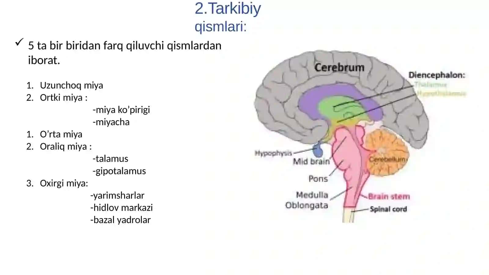 Bosh miyagistologiyasi 3