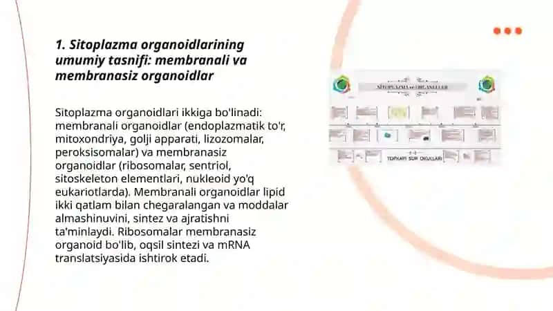 Sitoplazma Organoidlarining Klassifikatsiyasi 3