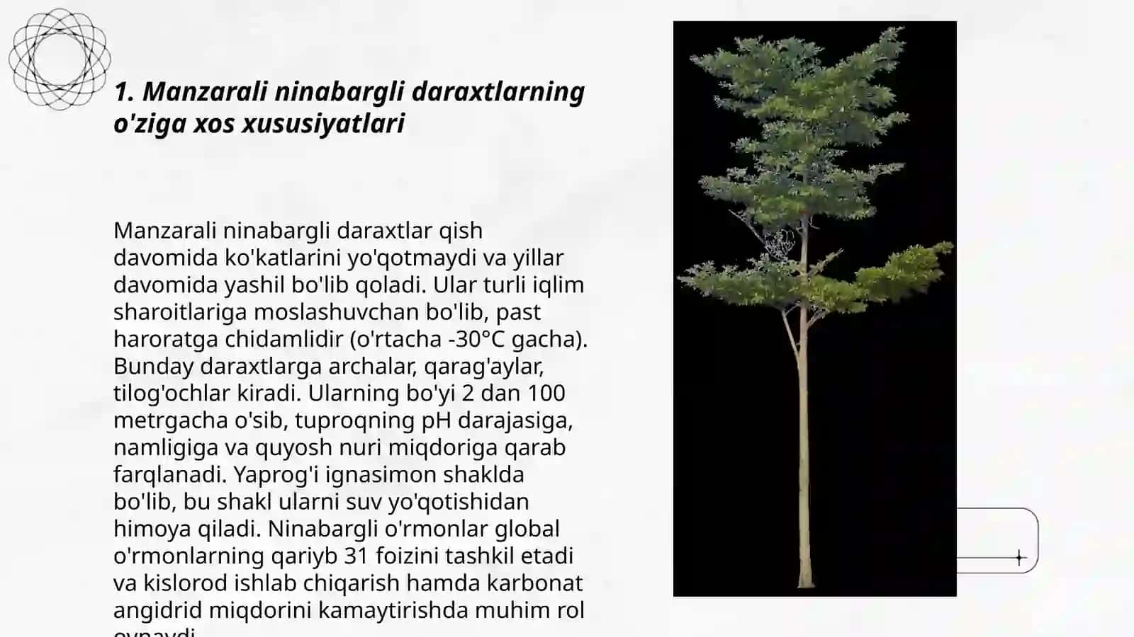 Markaziy Osiyoda manzarali ninabargli daraxtlarni koʻpaytirish agrotexnikasi 3