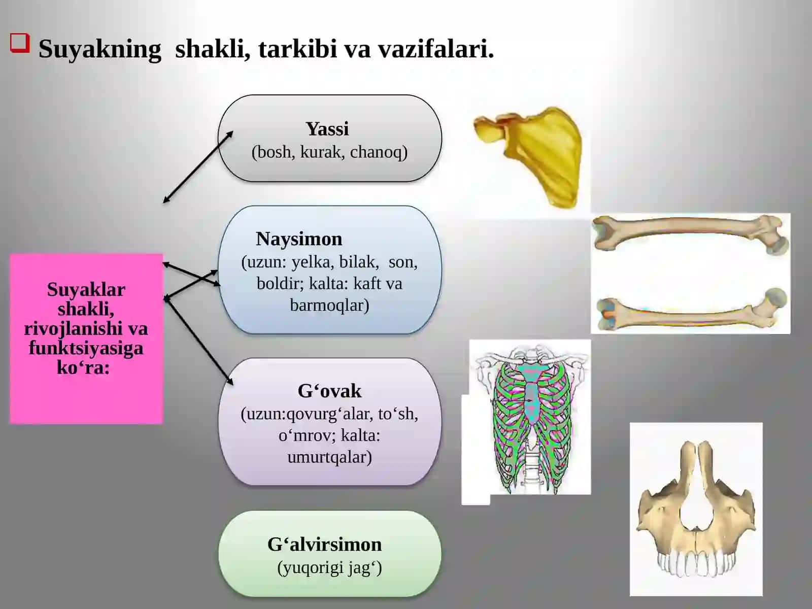 Tayanch–harakat apparatining yosh xususiyatlari va gigiyenasi 3
