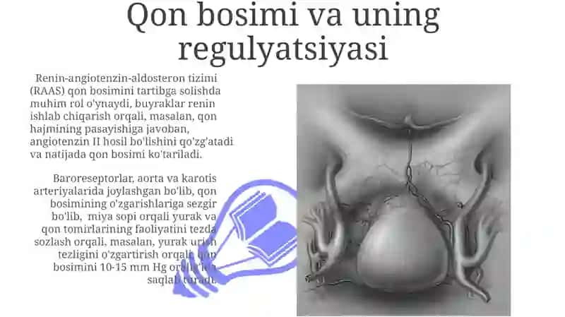 Yurak qon tomir sistemasi 3