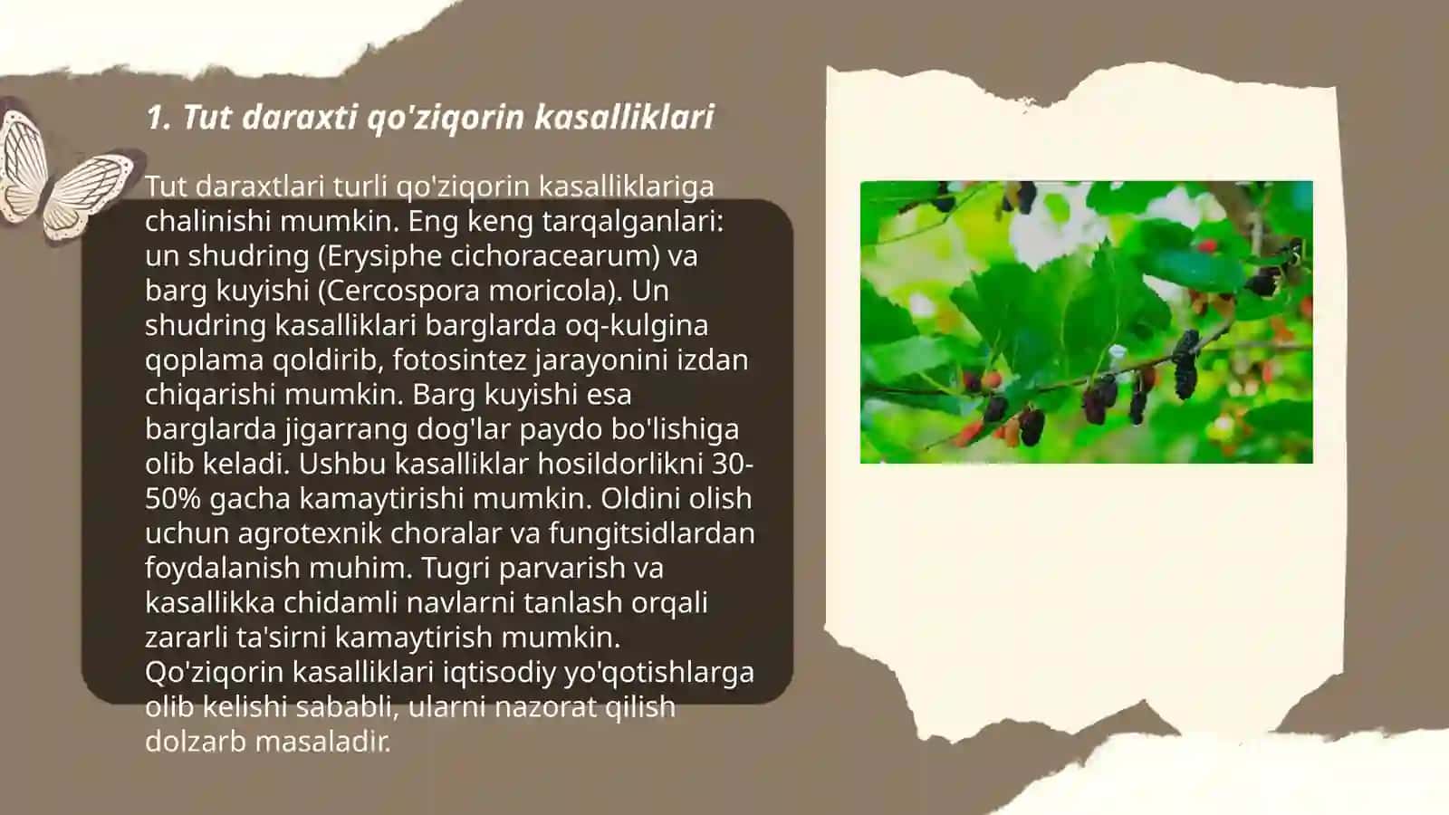 Tut daraxti kasalliklari, zararkunandalari va ularga qarshi kurash choralari 3