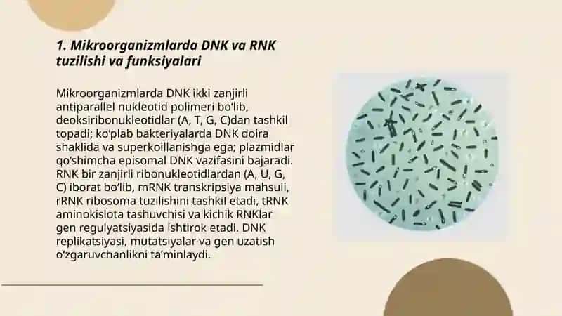 Mikroorganizmlarning genitikasi va oʻzgaruvchanligi 3