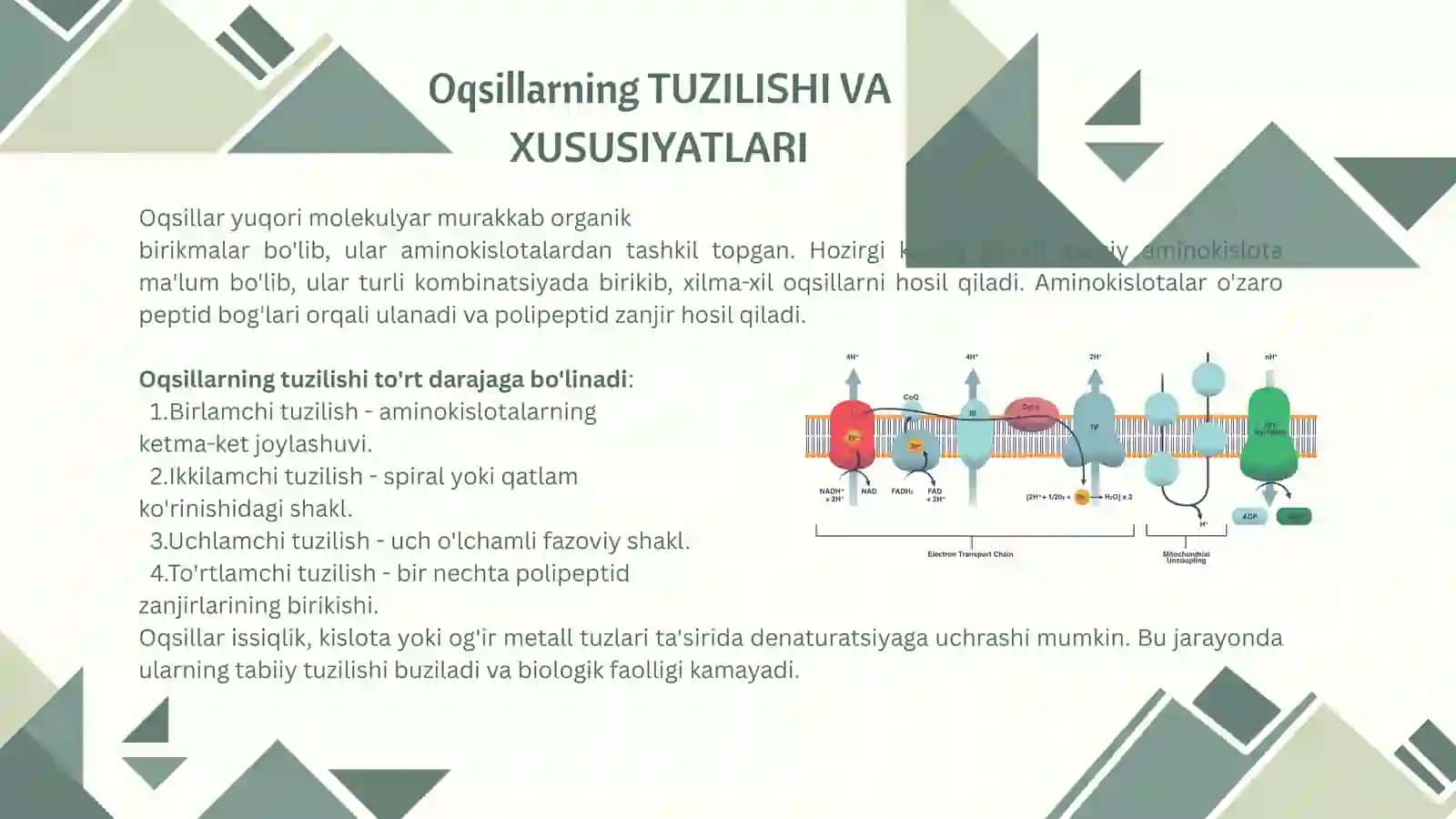 Oqsillarning biologik va oziqaviy ahamiyati 3