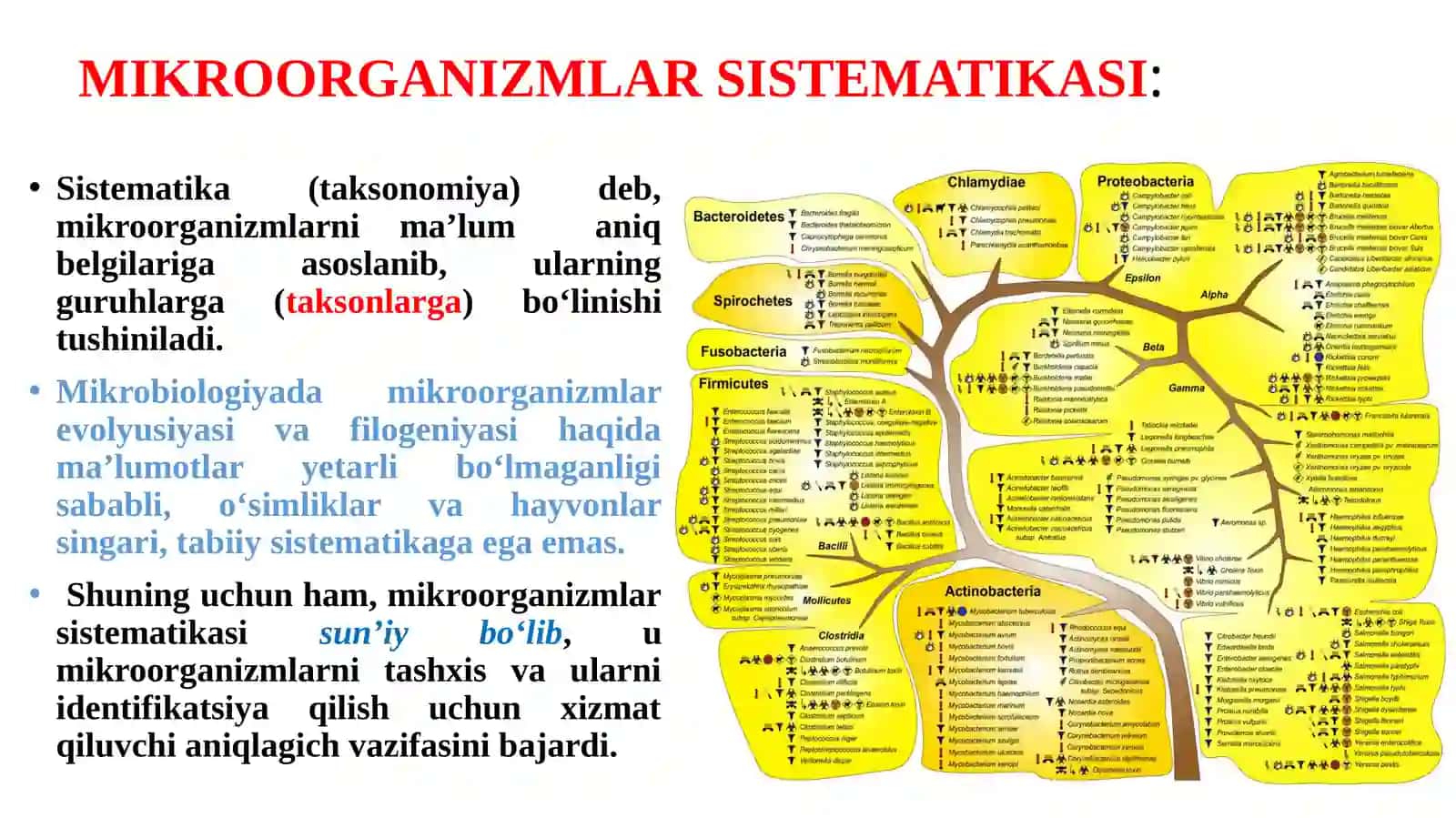 MIKROORGANIZMLARNING KLASSIFIKATSIYASI 3