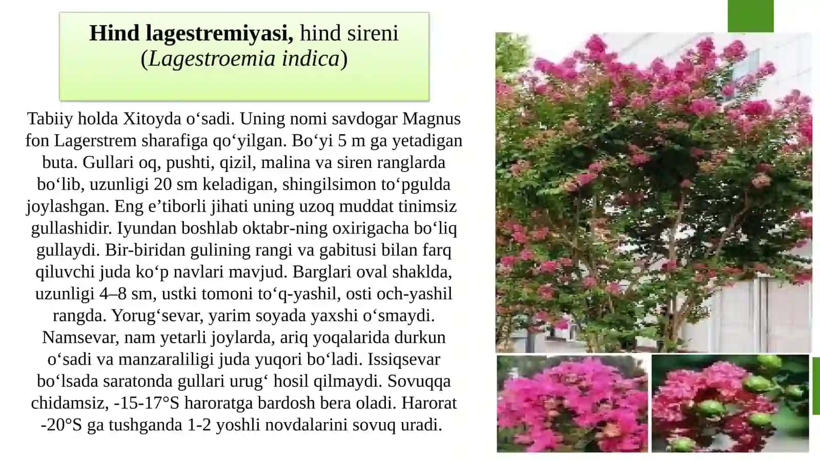 MANZARALI BOG`DORCHILIKDA KENG QO`LLANILADIGAN BUTALAR 3