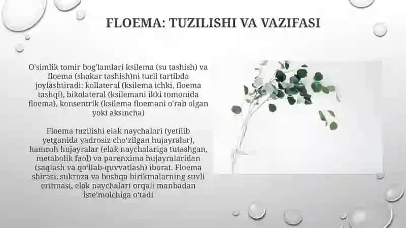 Oʻsimlik Toʻqimalari va oʼtqazuvchi nay tolali boylamlar 3