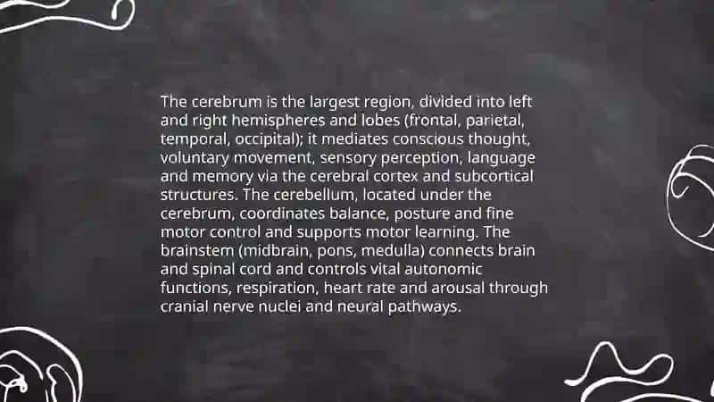 the amazing human brain 3