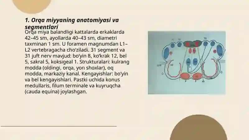 Orqa miyya va bosh miyaning 12 juft nervlari.Uzunchoq miya va Miya koʻprigi 3