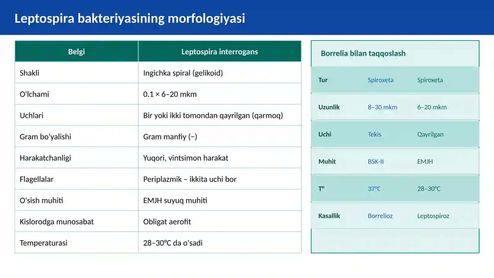 Borrelioz (Layma kasalligi). Leptospiralar morfologiyasi, strukturasi, tarqalganligi, keltirib chiqaruvchi kasalliklari va laborator tashxisi 3