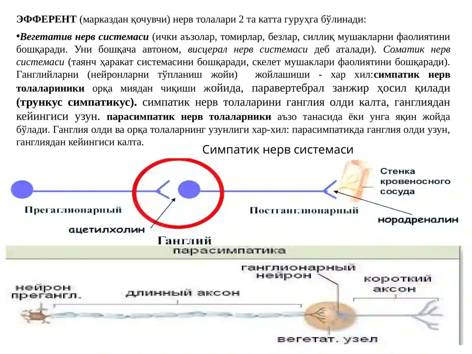 Эфферент иннервация. Холинергик синапсларга таъсир этувчи дори воситалар 3