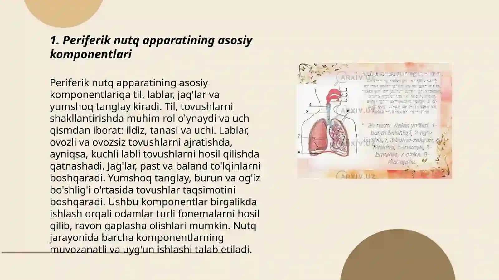 Periferik nutq apparatining tuzilishi va faolashtirish 3