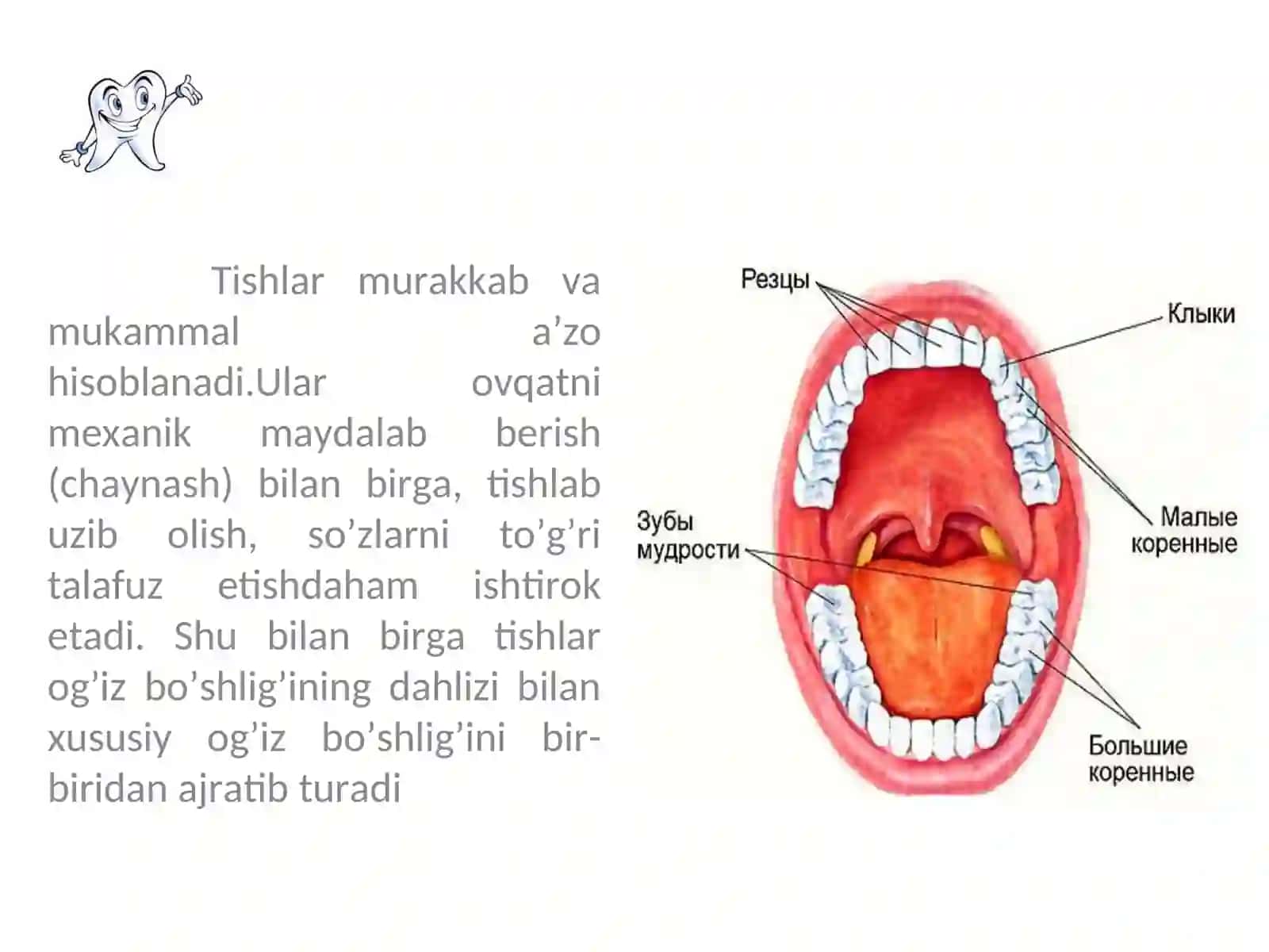 Tishlarni anatomik va gistologik tuzilishi 3