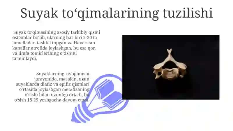 Rentgen anatomiyasi skelet rivojlanish anatomiyalari 3