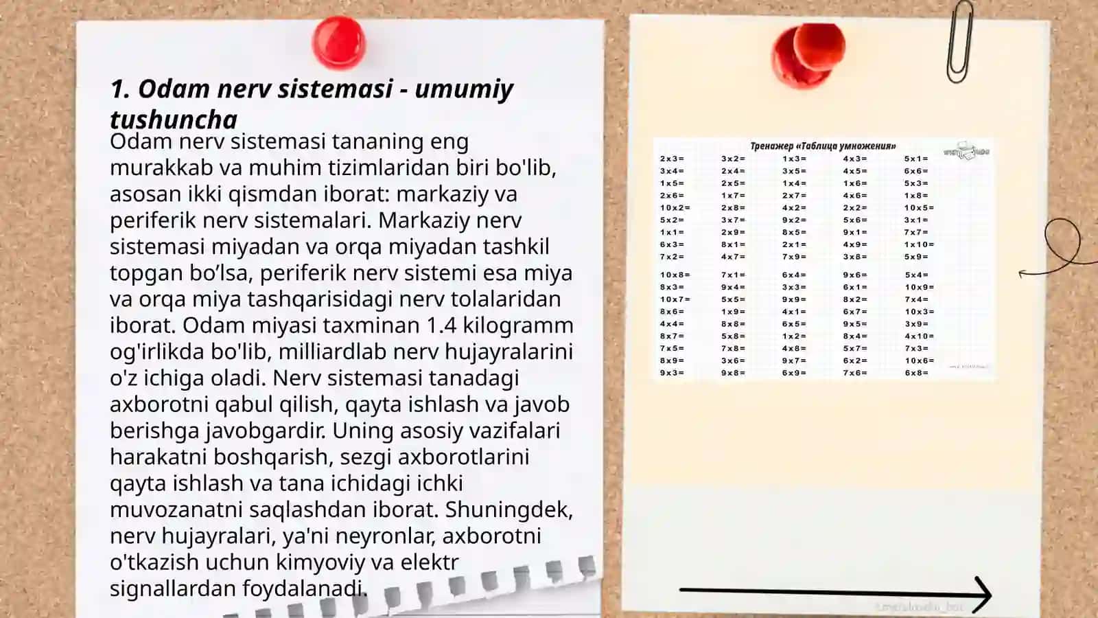 Odam nerv sistemasi - umumiy tushuncha 3