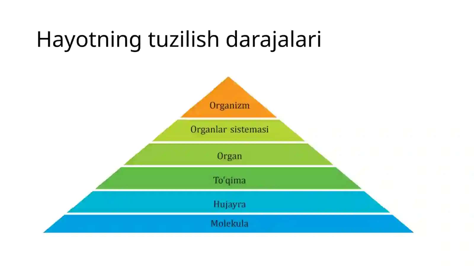 Organlarsisitemasi 3