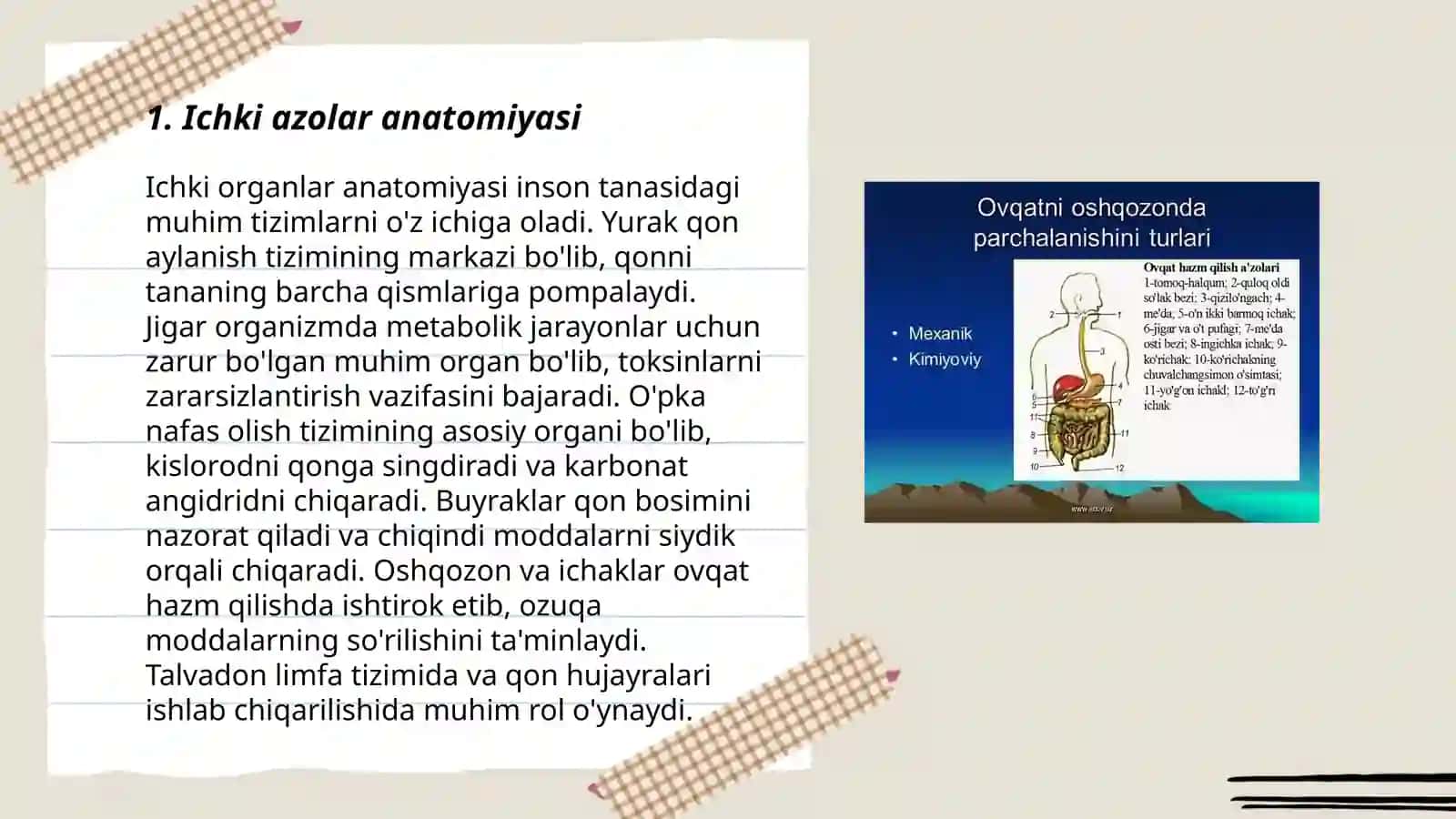 Ichki Azolar haqida tushuncha Parenximatoz va naysimon a'zolar 3