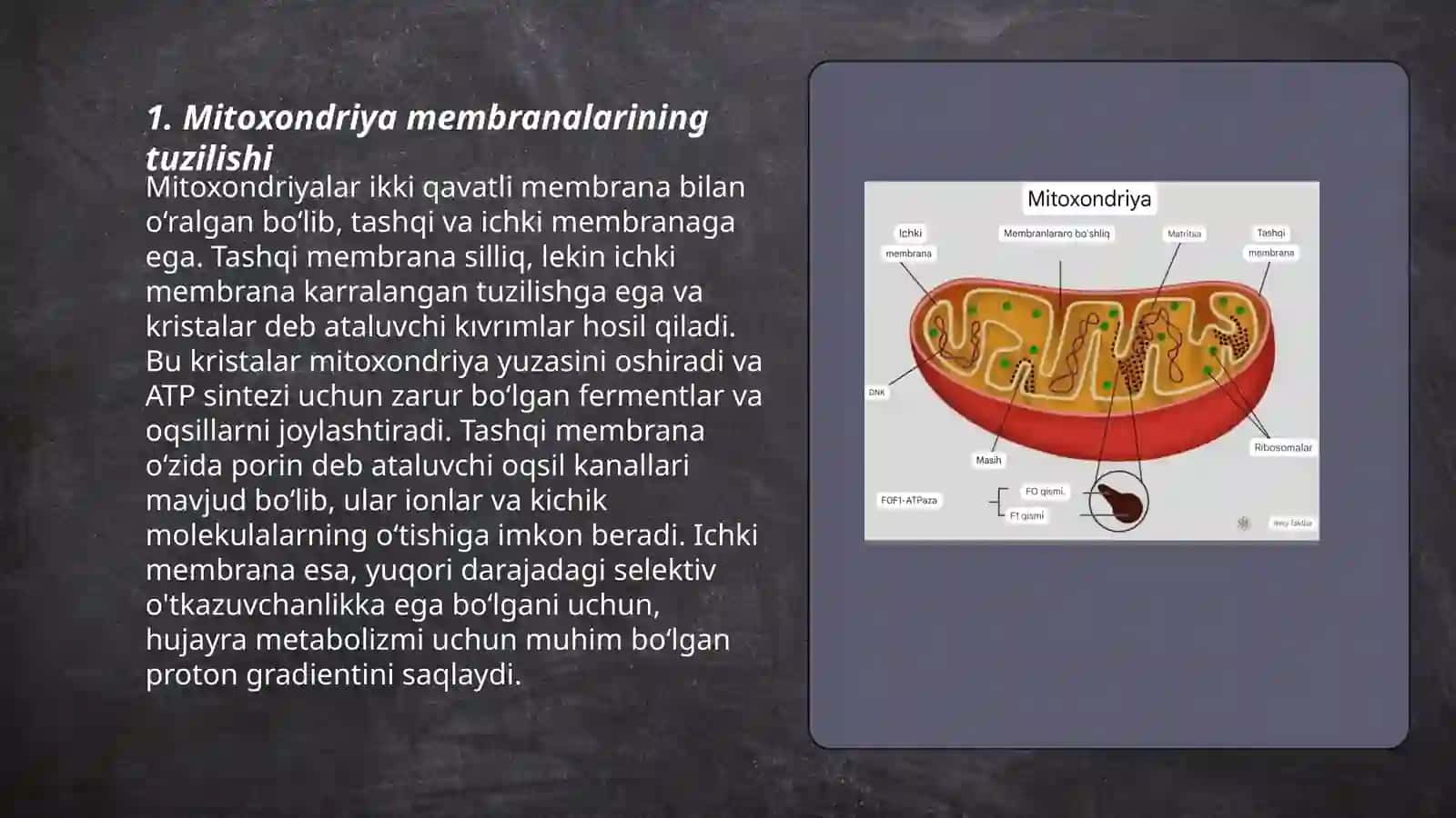 Mitoxondriya membranalarinig tuzilishi va vaziyfalari 3
