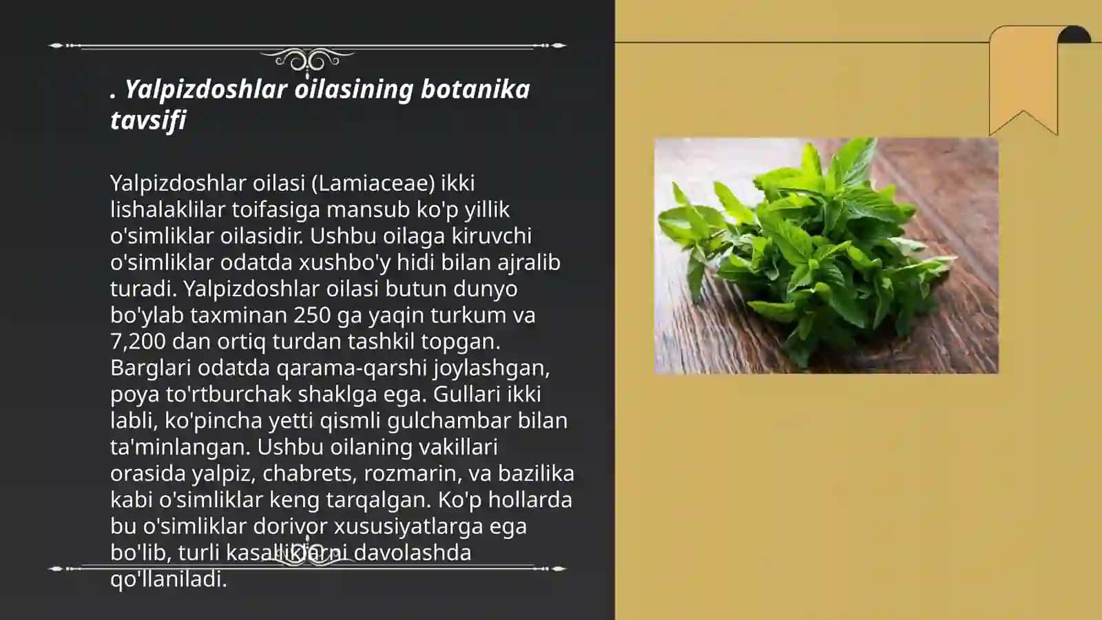 Yalpizdoshlar oilasi haqida umumiy ma'lumot 3
