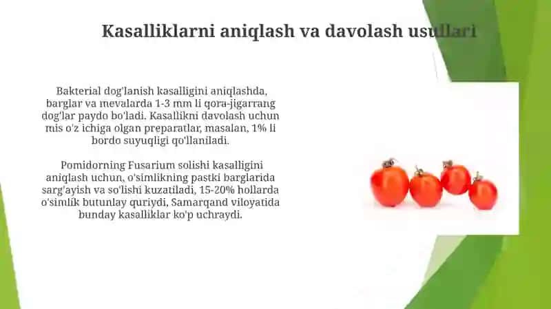 Pomidorkasalliklari 3