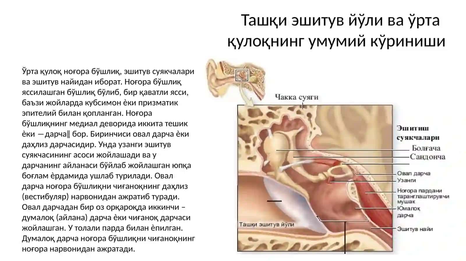 Ташқи, ўрта ва ички қулоқ 3