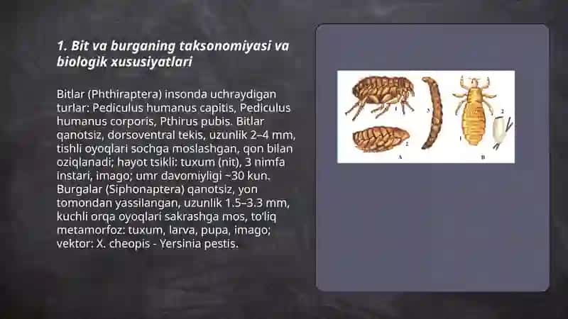 Tibbiyotda ahamiyatga ega bo'lgan Hasharotlar: Bit, Burga 3