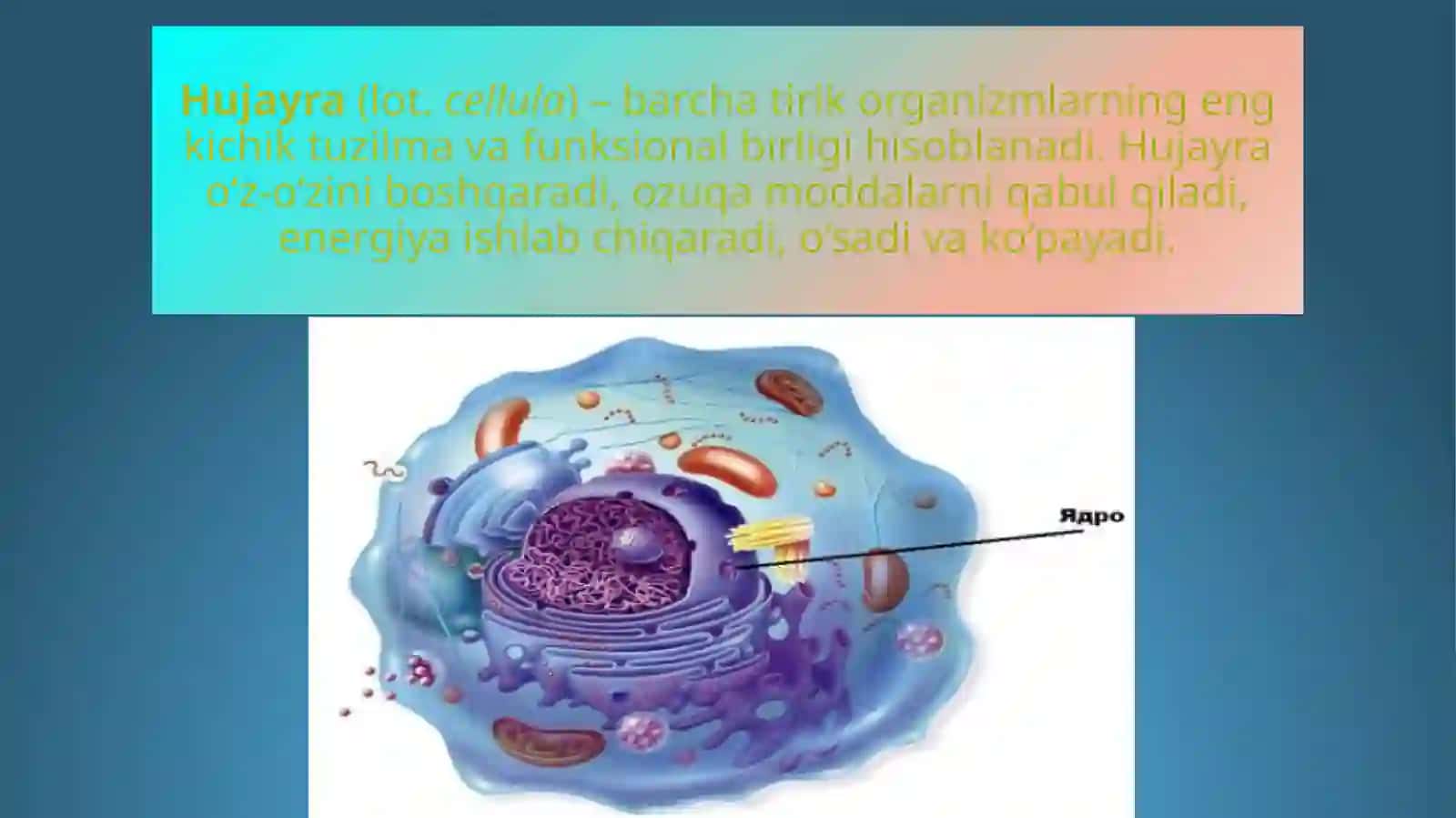 Biologiya:hujayravatoʻqimahaqidamaʼlumotlar 3