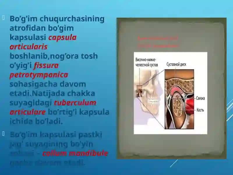 Chakka pastki jag’ bo’g’imining tuzilishi 3