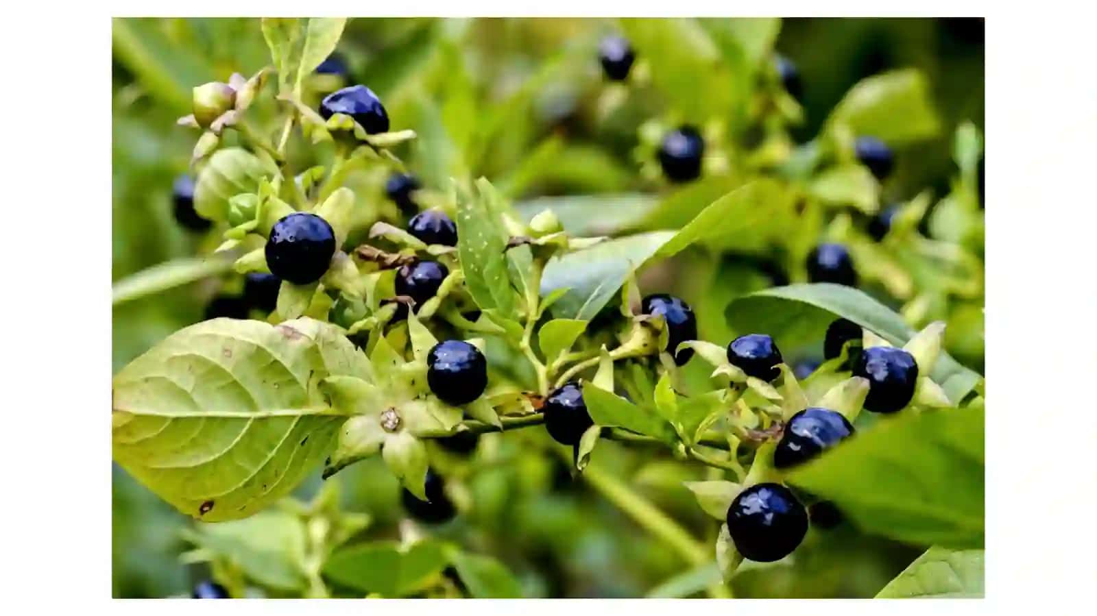 Belladonna o’simligini yetishtirish agrotexmalogiyasi 3