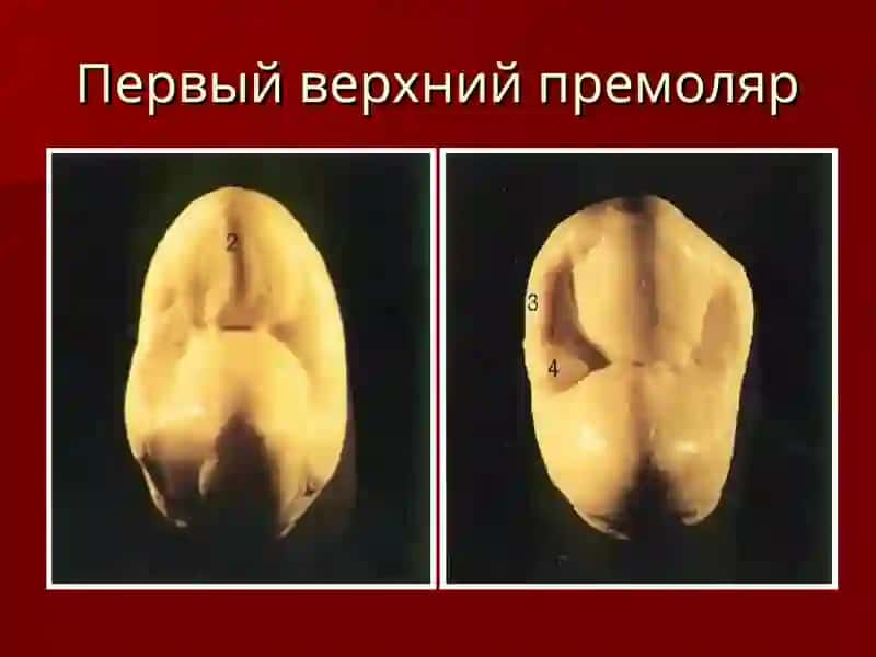 Первый верхний премоляр 3