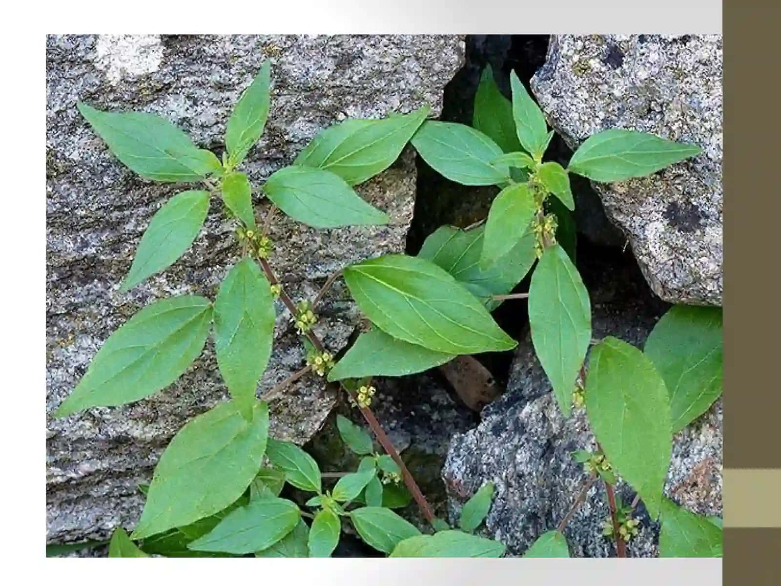Parietaria officinalis L 3
