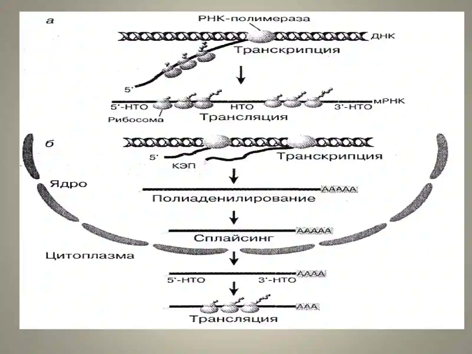 Оқсиллар биосинтези 3