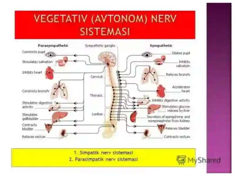 Vegetativ asab tizimining anatomiya vafiziologiyasi 3