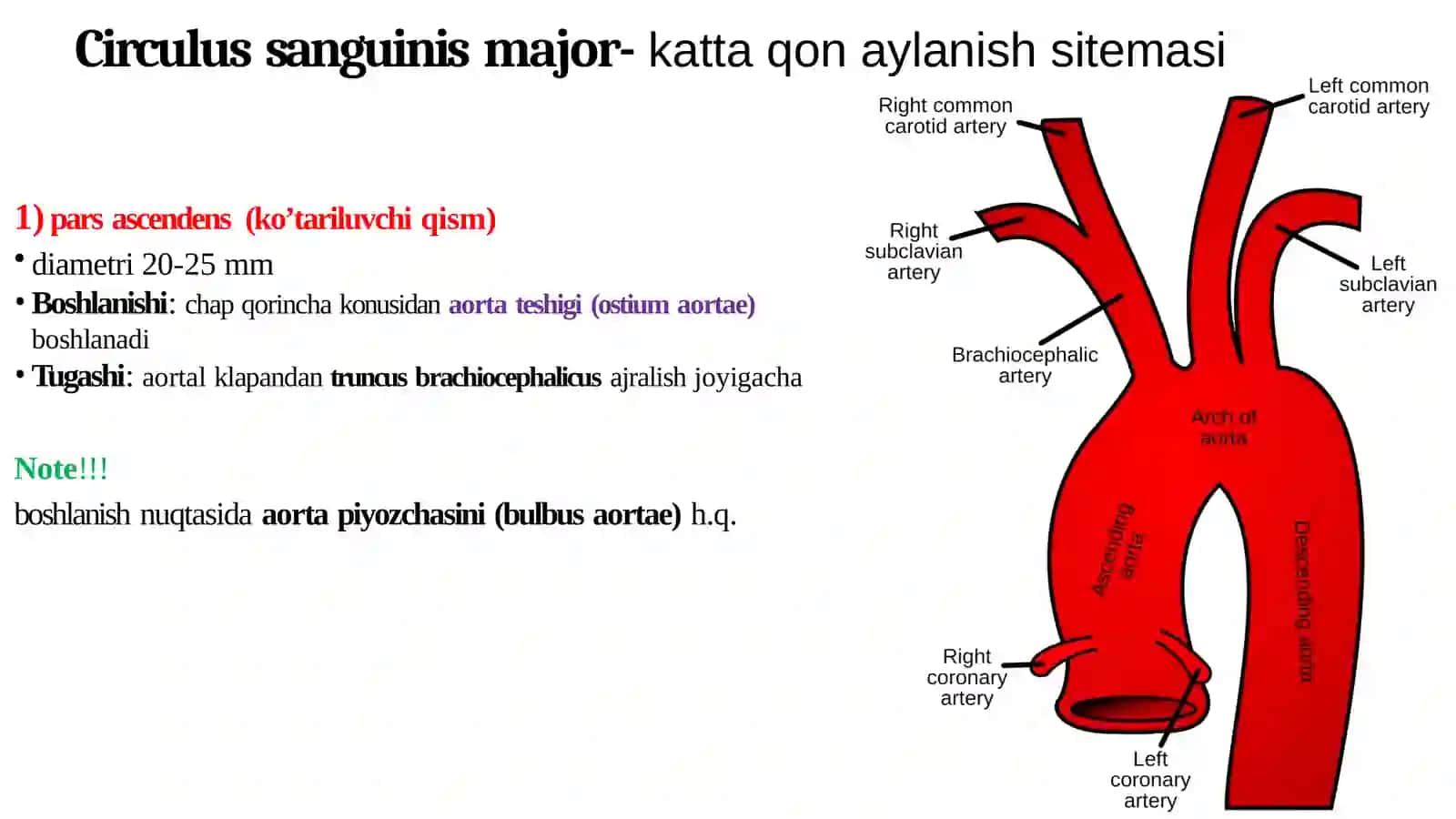 Aorta, aorta ravog‘i, umumiy va tashki uyku arteriyasi. Ichki uyku arteriyasi. Bosh miyaning qon bilan ta’minlanishidagi o‘ziga xoslik 3