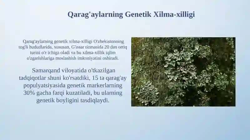 Qarag'aylarning Genetik Xilma-xilligi 3