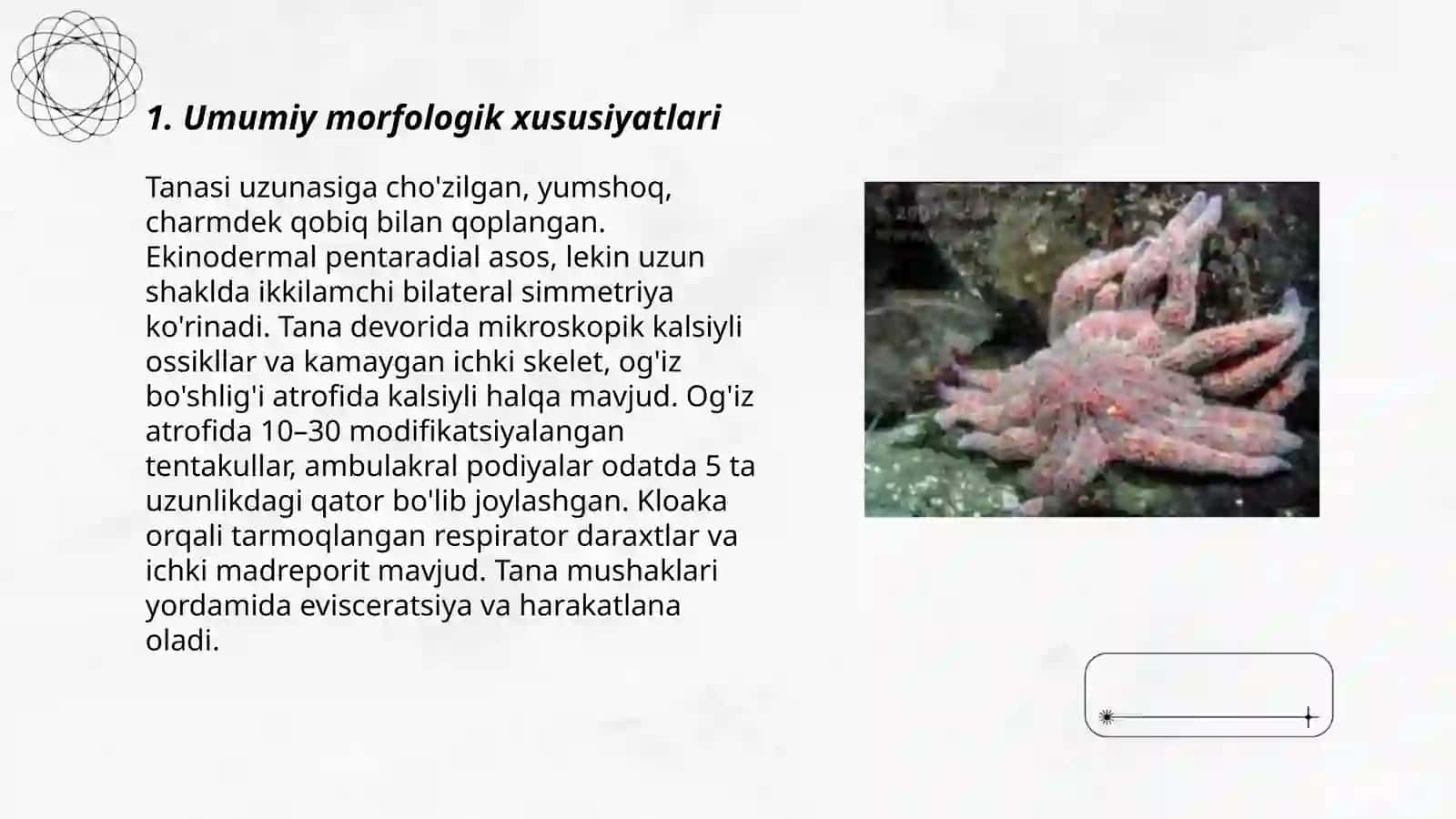 Dengiz ko'zchalari (Holoturoidea)sinfining umumiy tavsifi 3