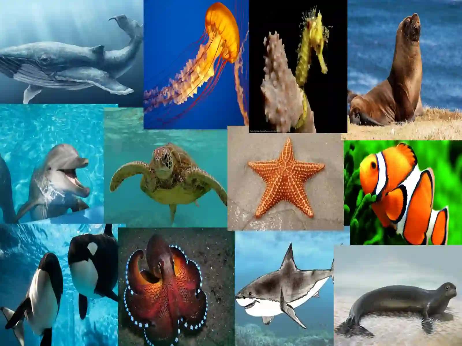 FAVORITE Sea Animals 3