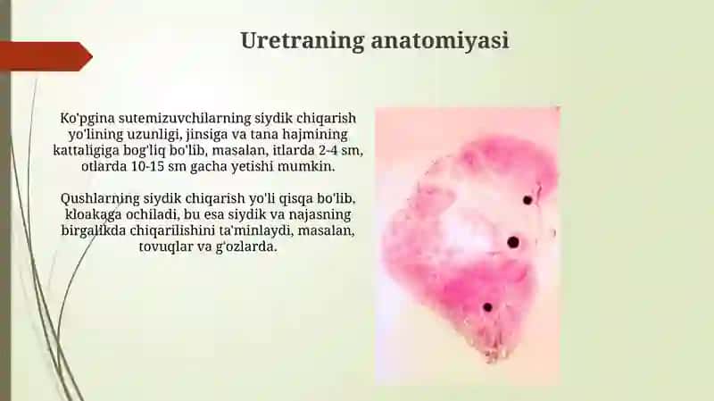 Hayvonlarning buyrak va siydik yòlining anatomik tuzilishi va topografiyasi 3