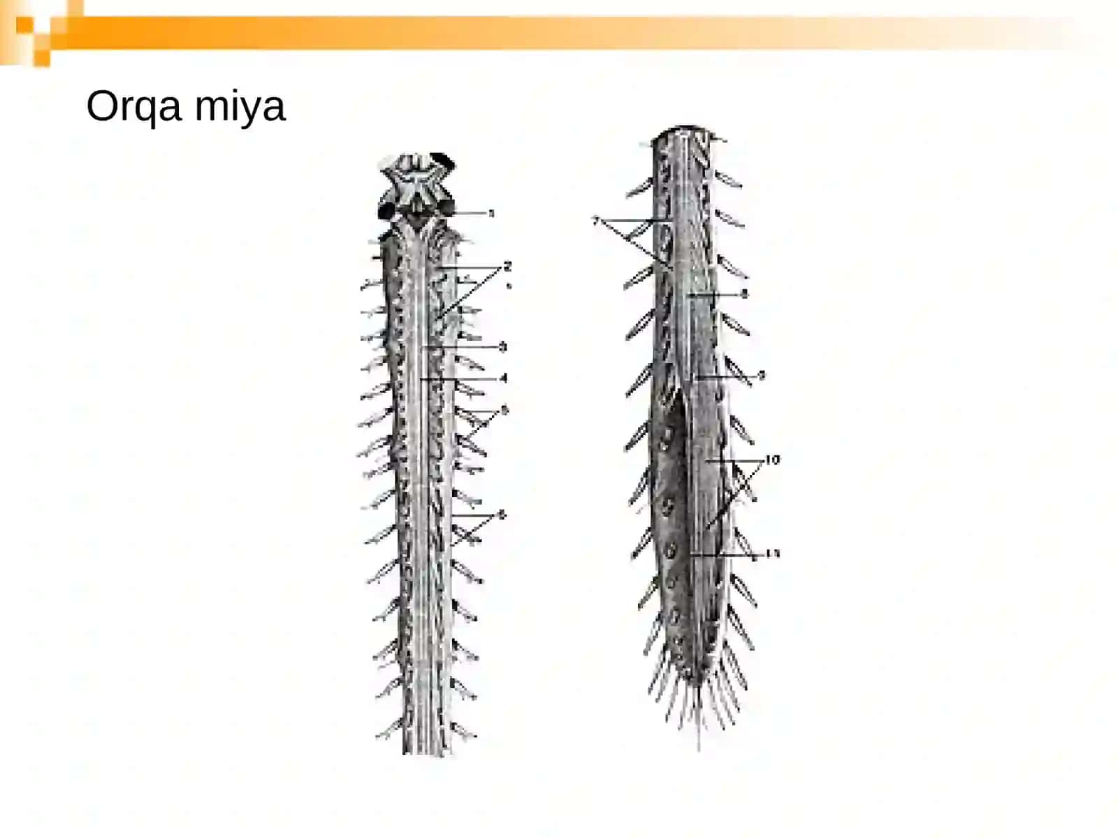 Orqa miya nervlari va yelka chigali 3