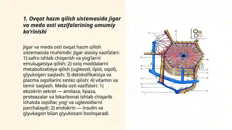 Ovqat hazm qilish sistemi 3