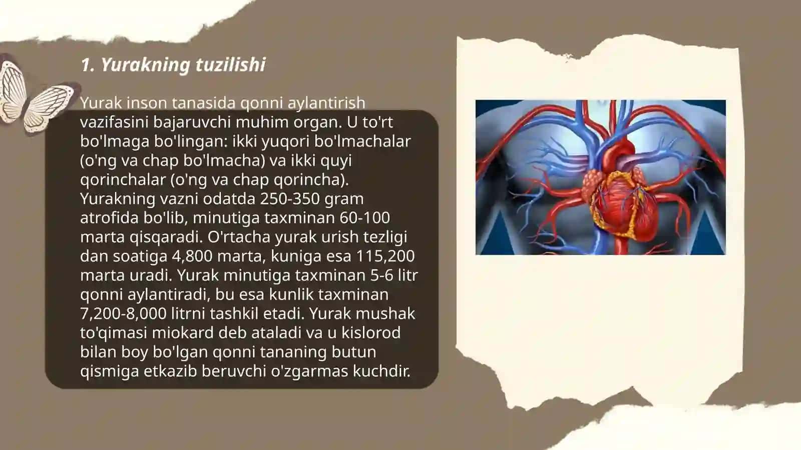 Qon aylanishini. Yurak mushaklari 3