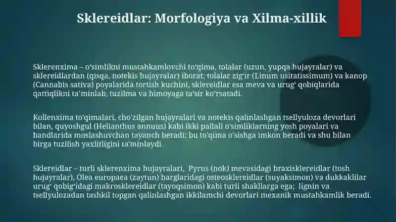 Sklerenxima va sklereidlar 3
